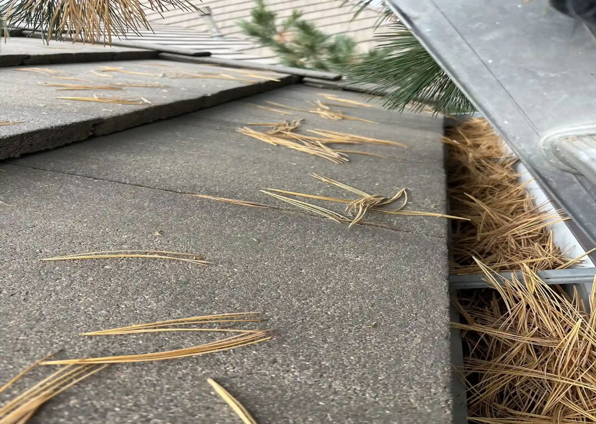 Gutter clogged with pine needles before cleaning